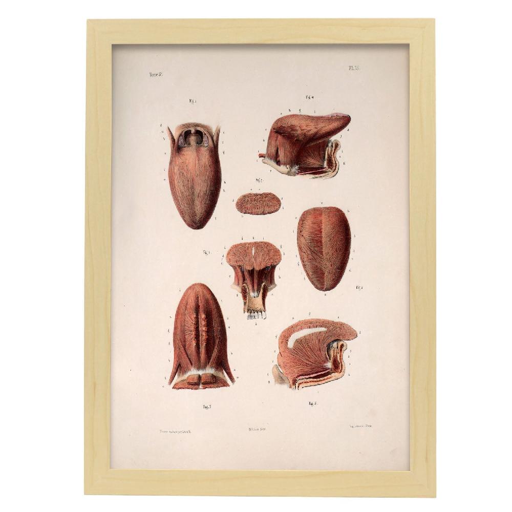 Nacnic Cartel De Tongue