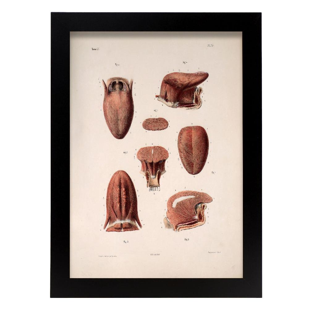 nacnic Cartel de Tongue