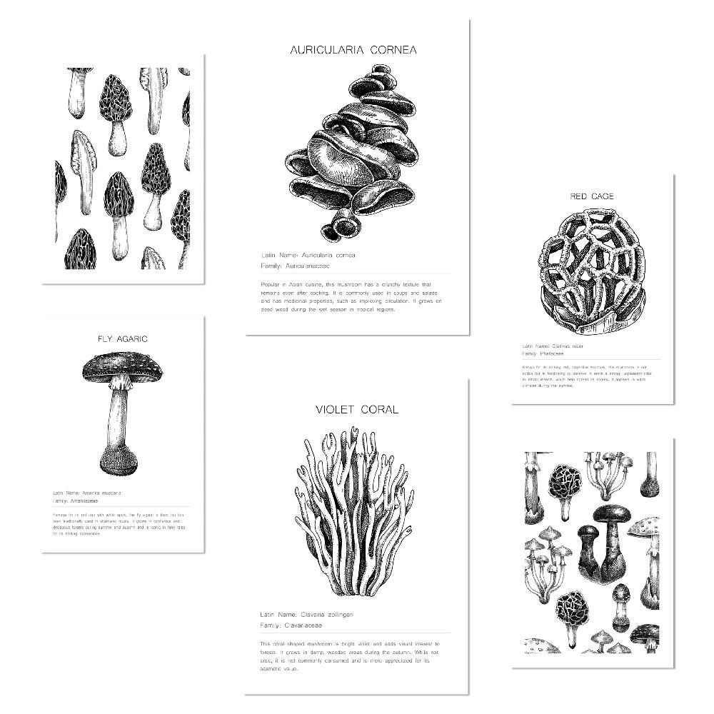 nacnic Composicion Hongos blanco y negro