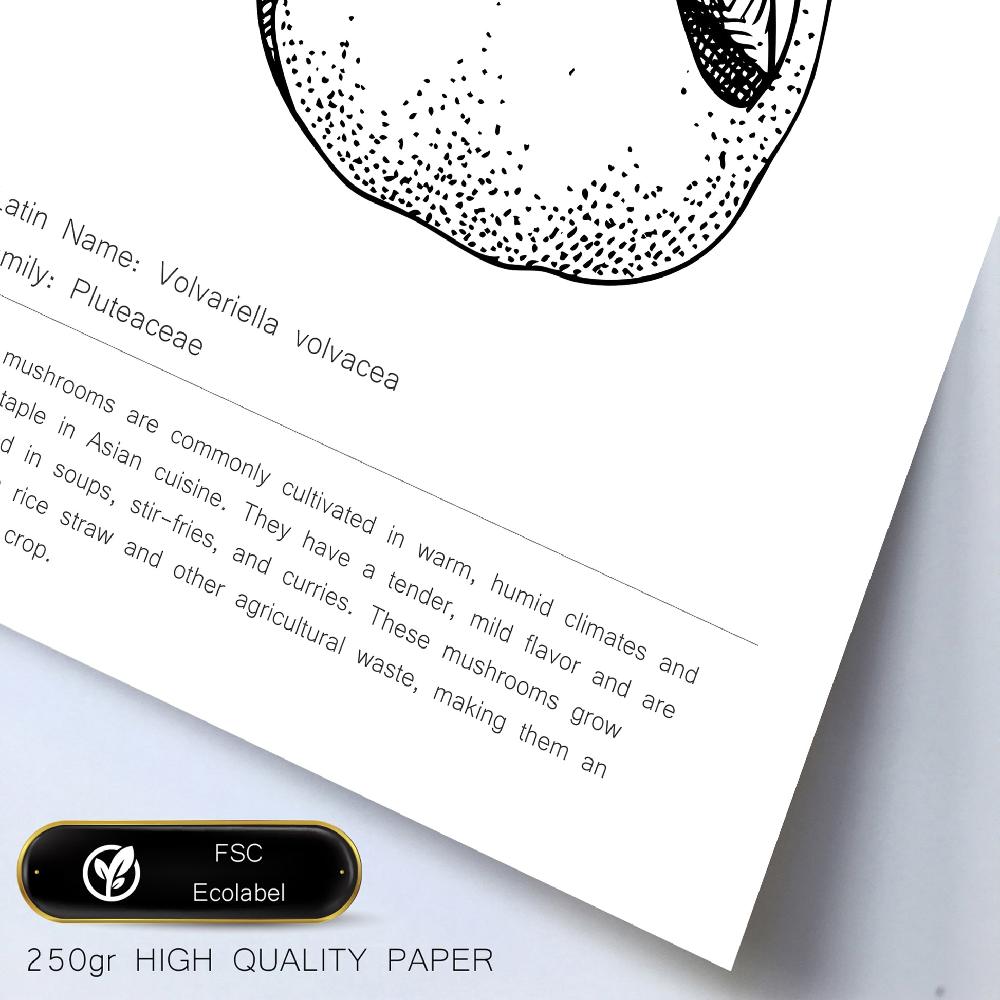 Nacnic Composicion Setas Tipos Y Detalles