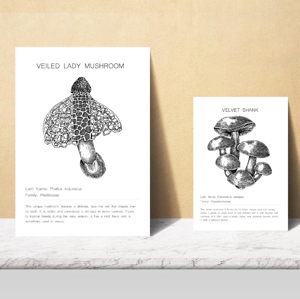 Nacnic Composicion Setas Tipos Y Detalles