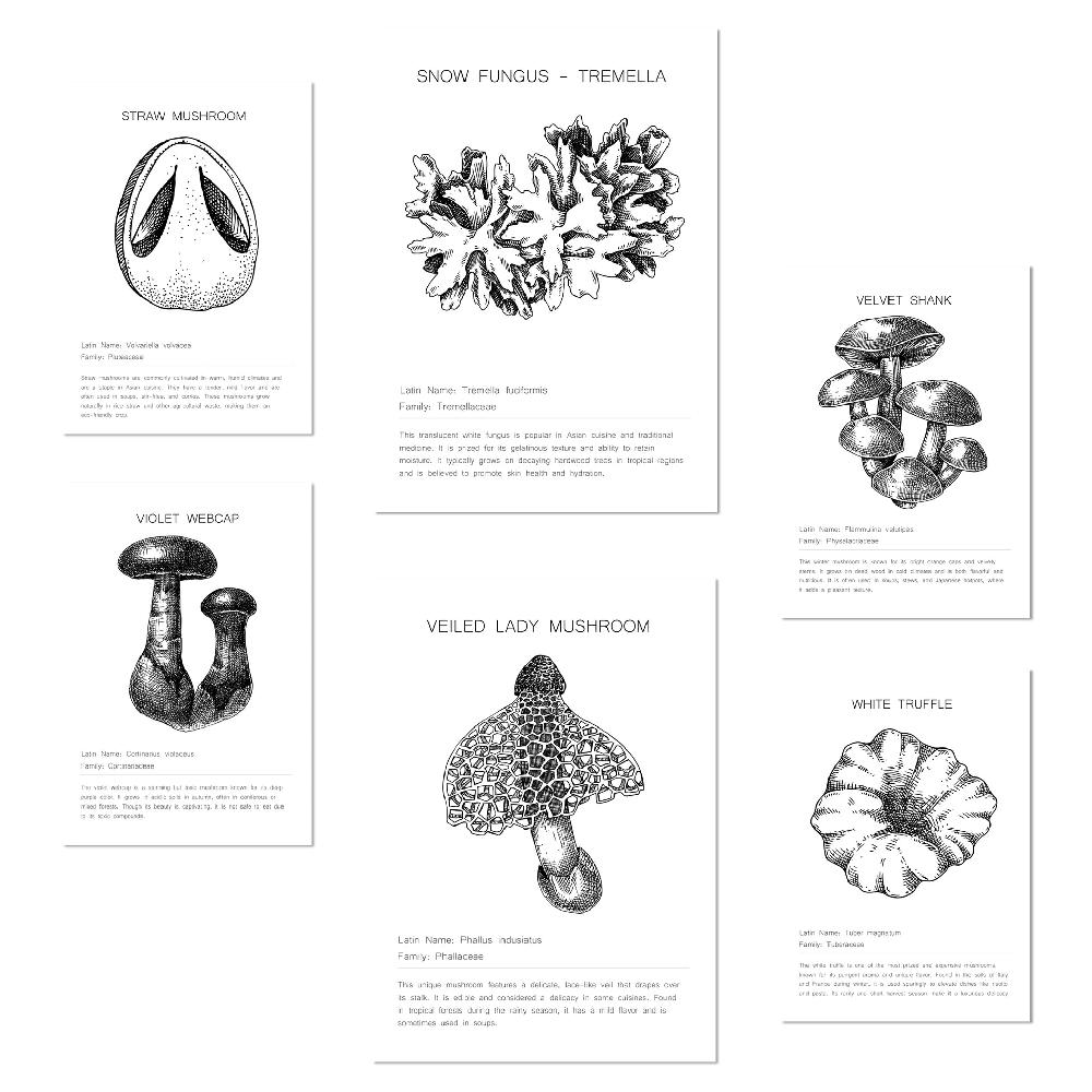 nacnic Composicion setas tipos y detalles