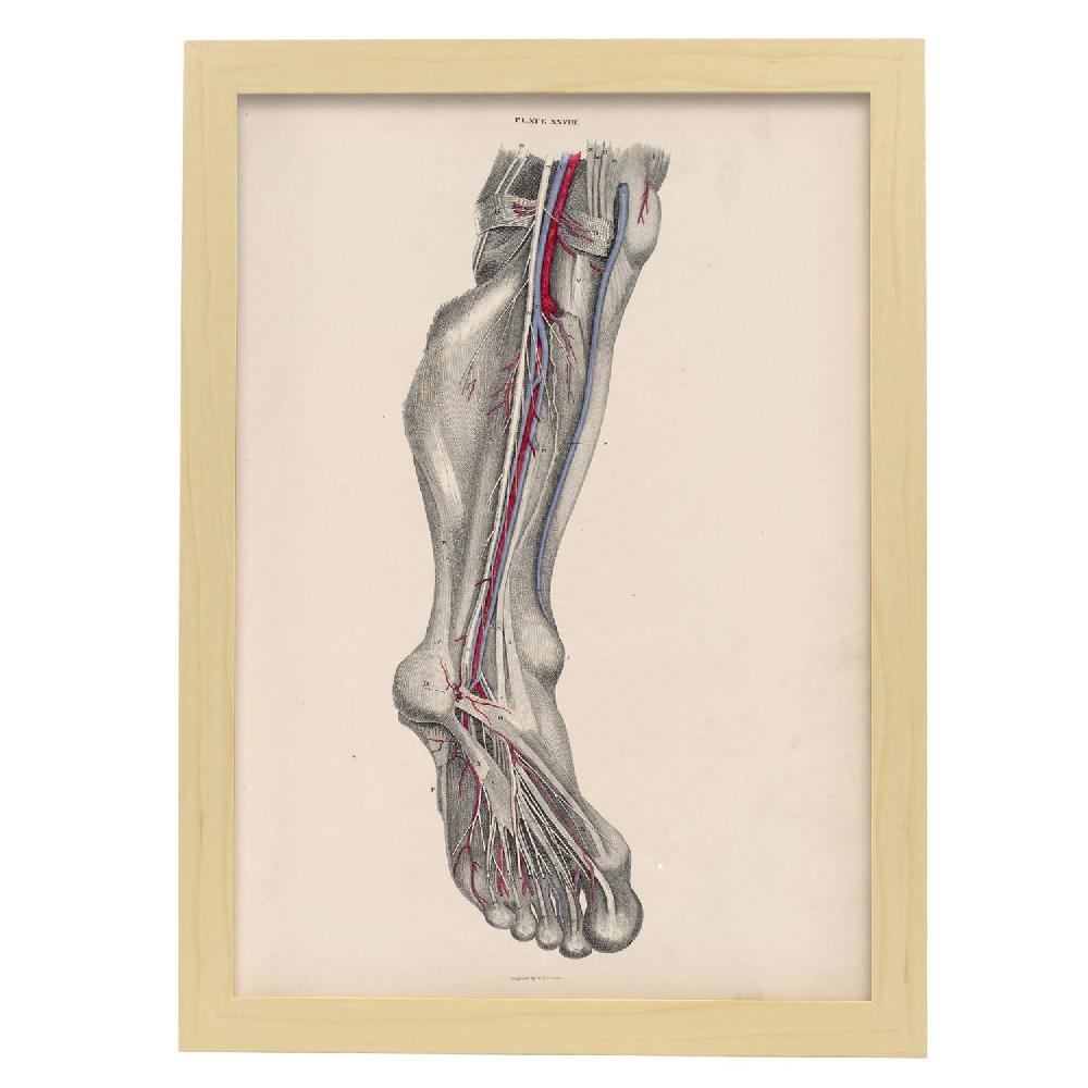Nacnic Dissection Of The Lower Leg And Foot