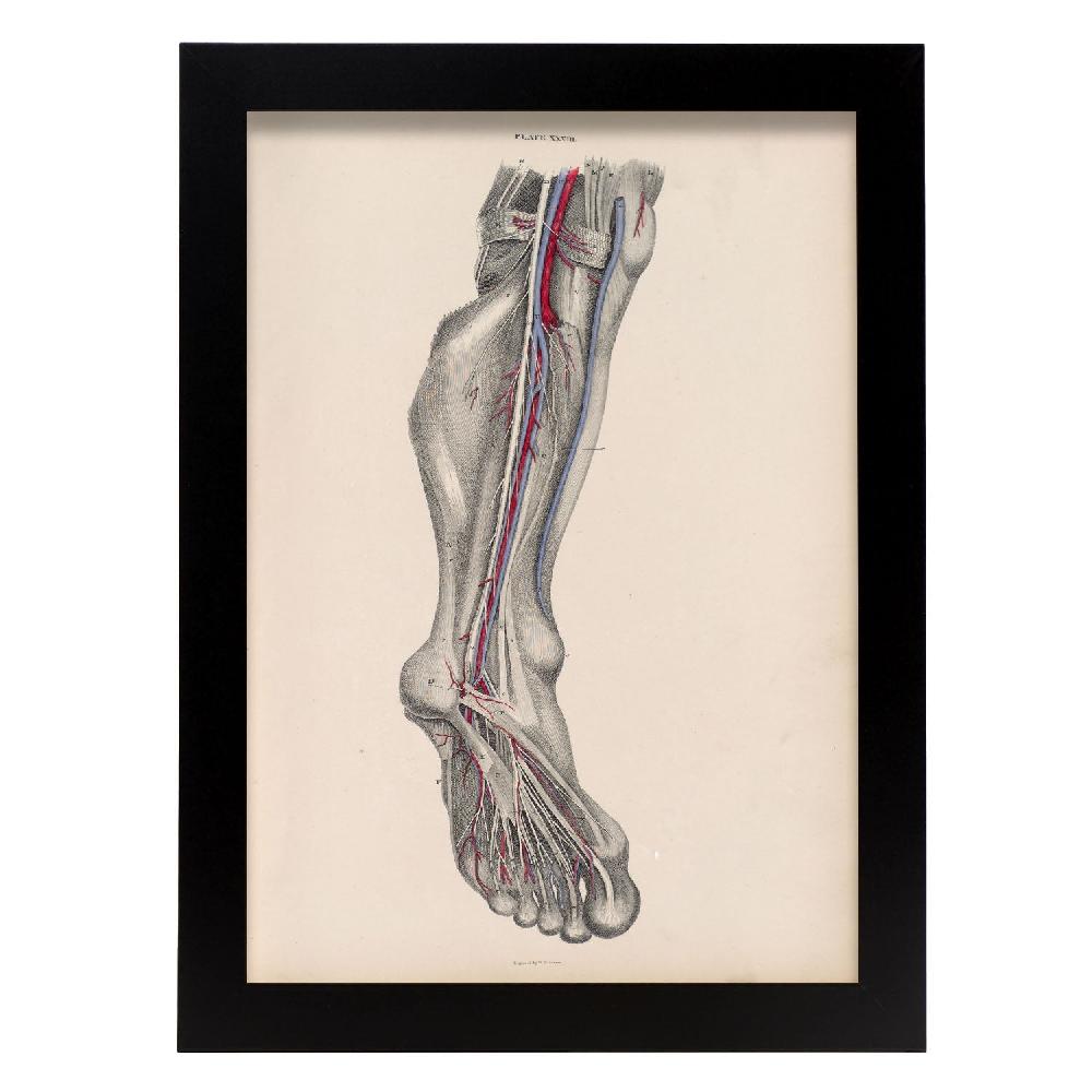 nacnic Dissection of the lower leg and foot