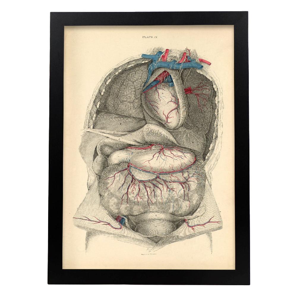 Nacnic Dissection Of The Thorax And Abdomen
