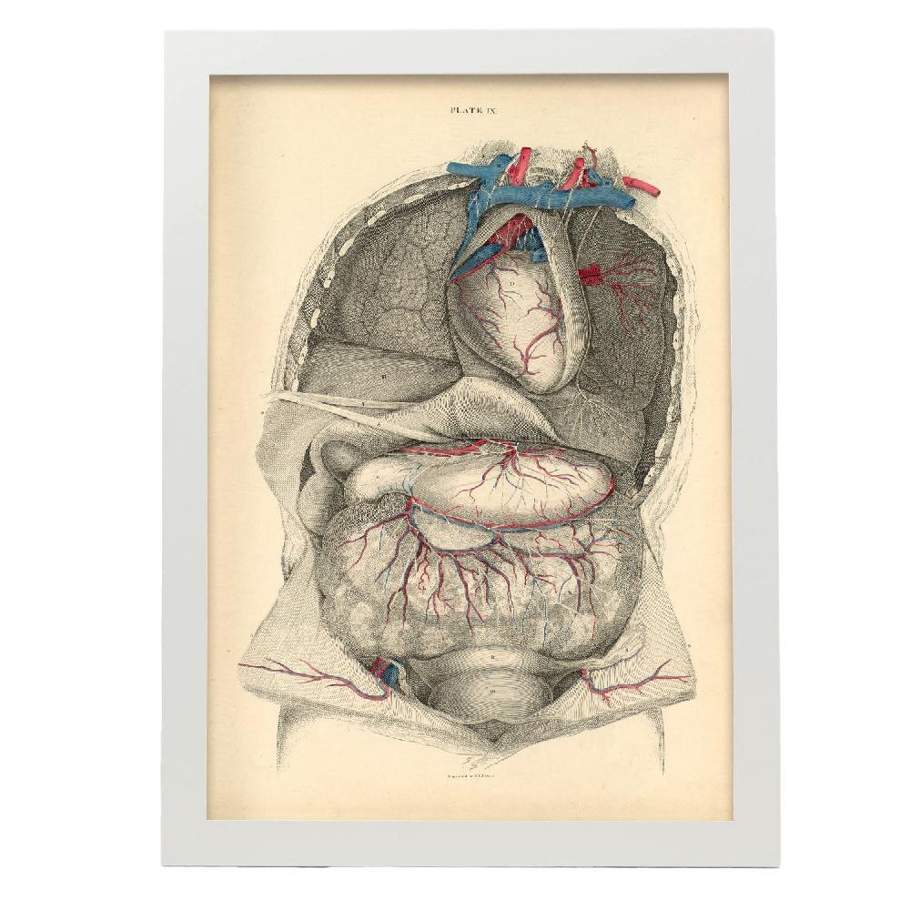 Nacnic Dissection Of The Thorax And Abdomen