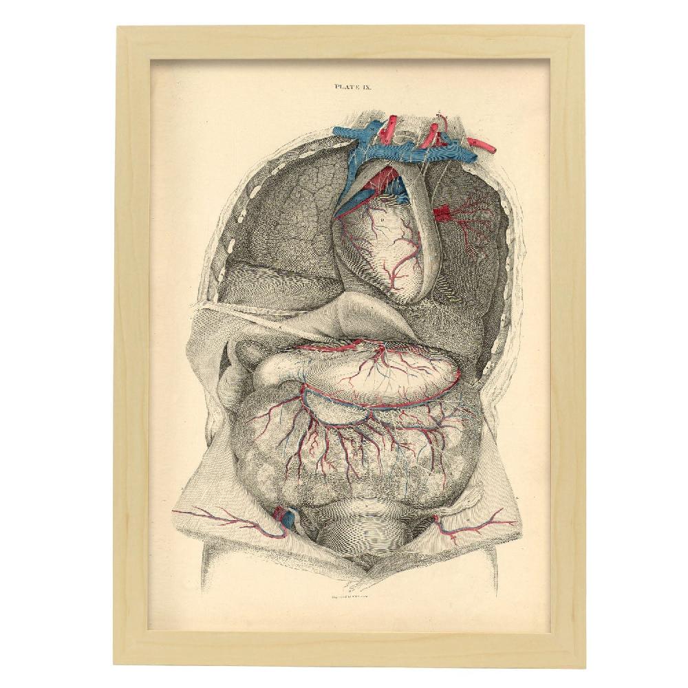 Nacnic Dissection Of The Thorax And Abdomen