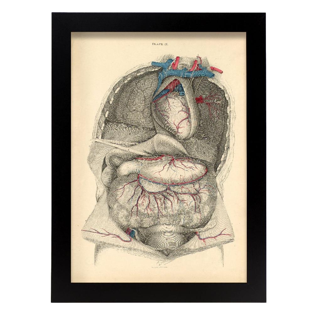 nacnic Dissection of the thorax and abdomen