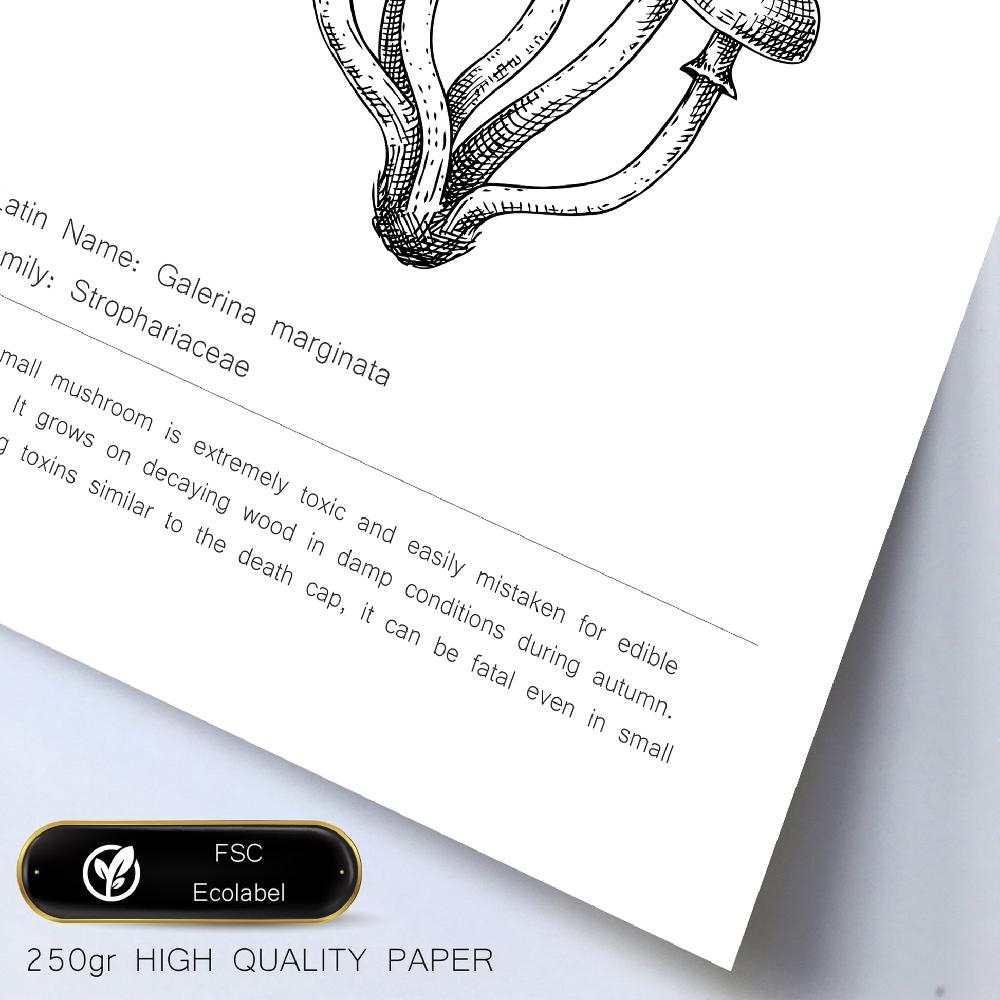 Nacnic Ilustraciones De Tipos De Setas