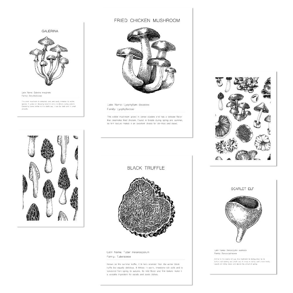 nacnic Ilustraciones de tipos de setas