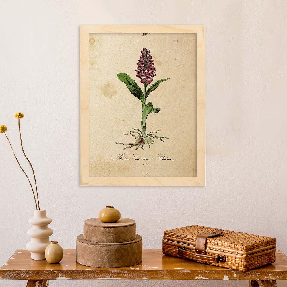 Nacnic Lámina Botánica De Orquídea Para Enmarcar