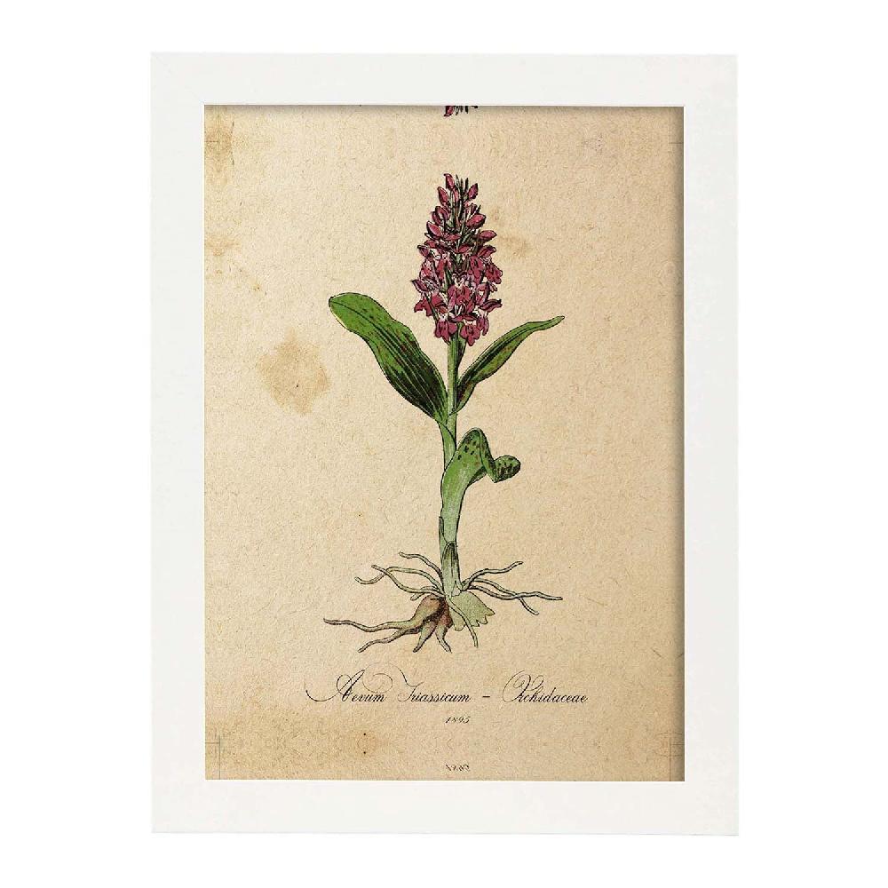 Nacnic Lámina Botánica De Orquídea Para Enmarcar