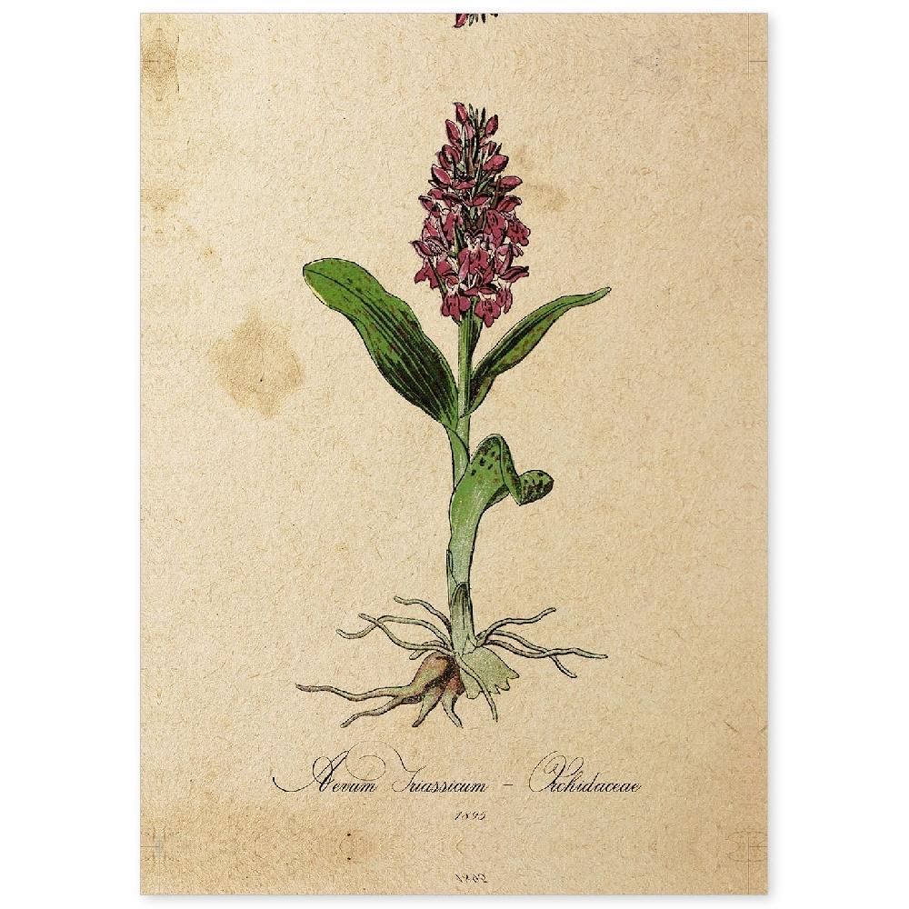 nacnic Lámina botánica de orquídea para enmarcar