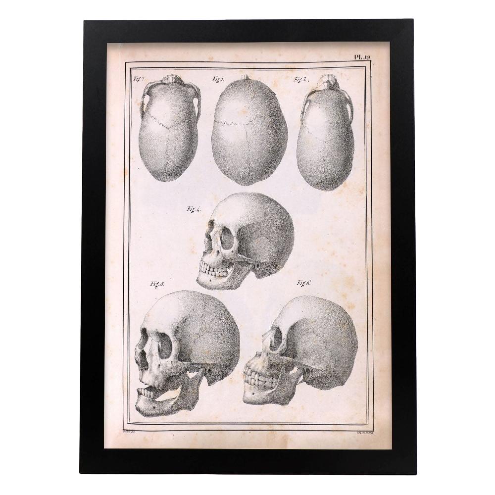 Nacnic Lámina De Calaveras Paillou