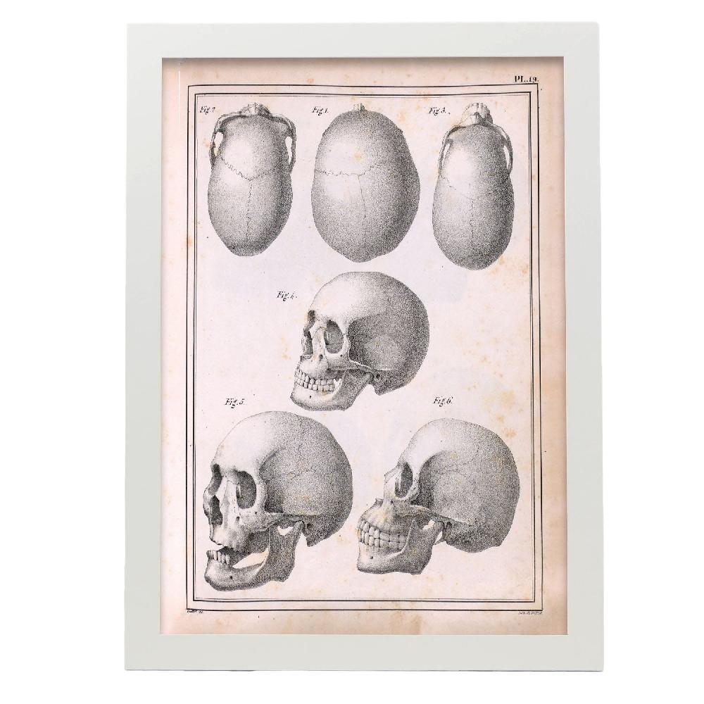 Nacnic Lámina De Calaveras Paillou