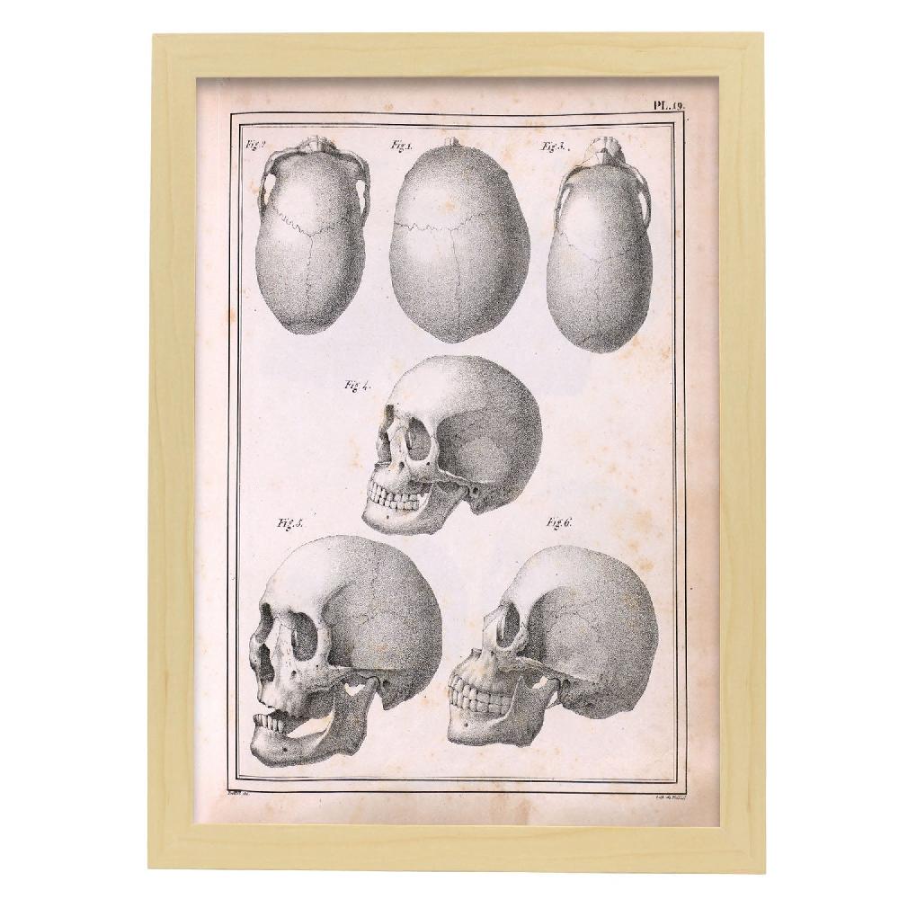 Nacnic Lámina De Calaveras Paillou