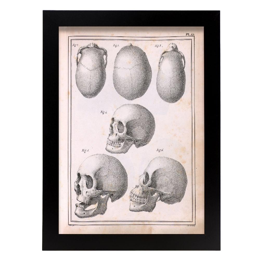 nacnic Lámina de Calaveras Paillou