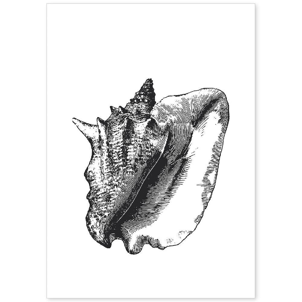 nacnic Lámina de Concha de Mar en Blanco y Negro