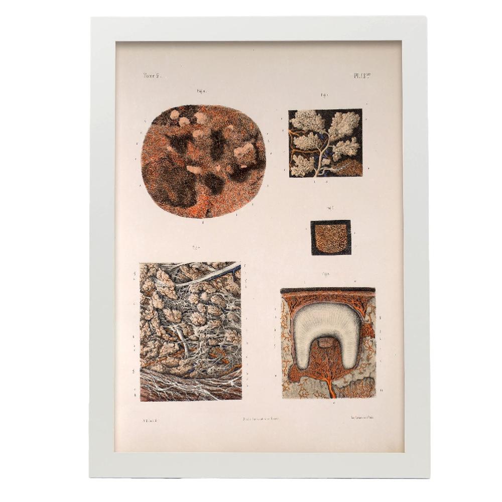 Nacnic Lámina De Glándulas Salivales Y Dientes