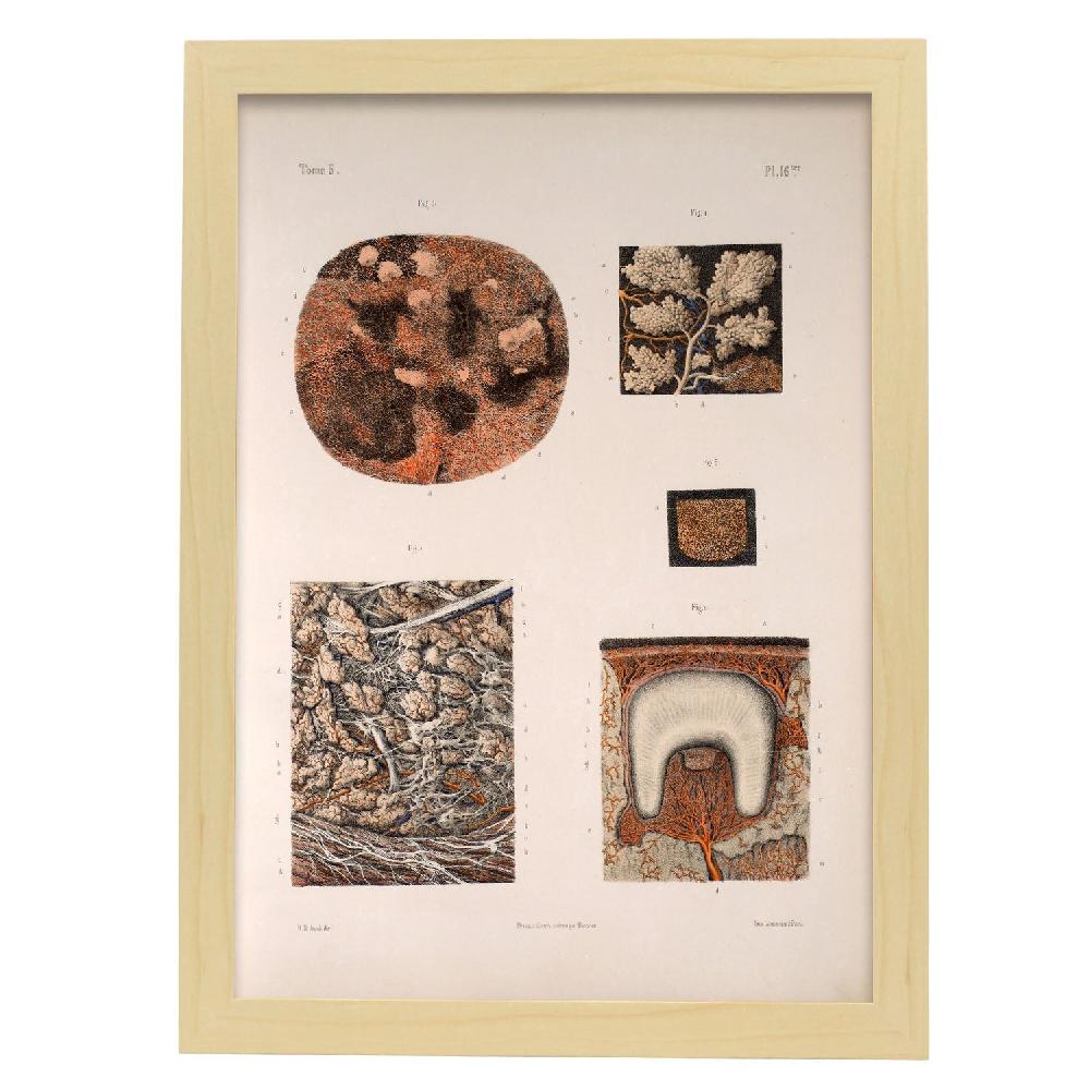 Nacnic Lámina De Glándulas Salivales Y Dientes