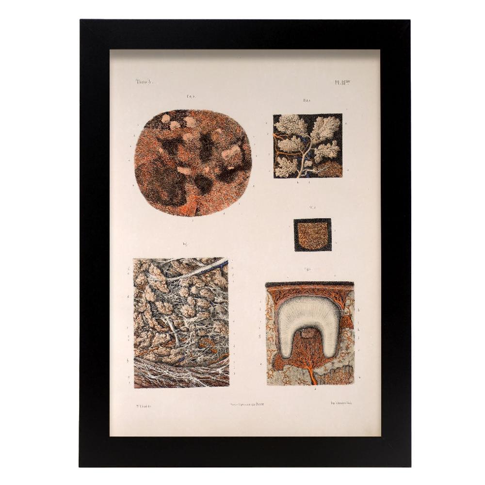 nacnic Lámina de Glándulas Salivales y Dientes