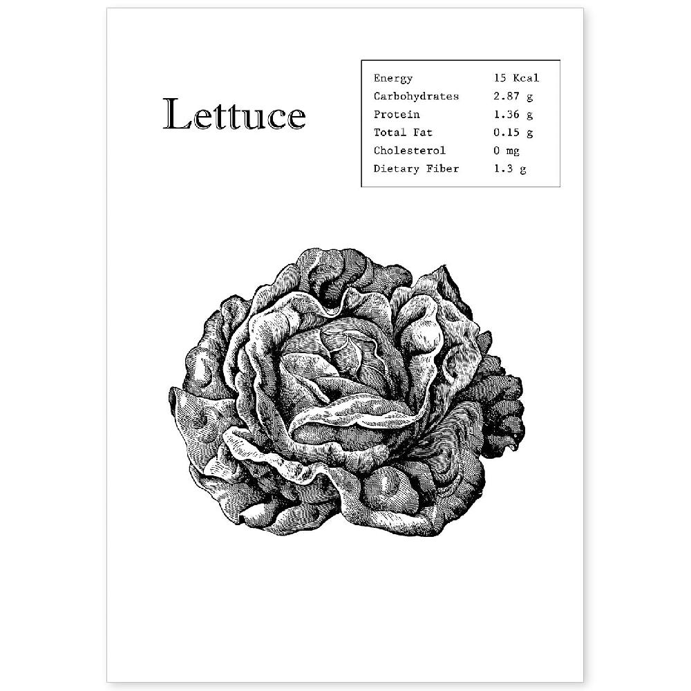 nacnic Lámina de Lechuga en inglés