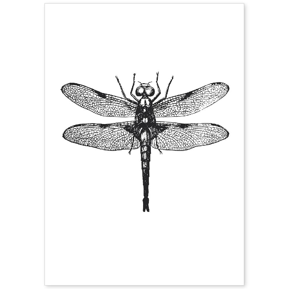 nacnic Lámina de Libelula en Blanco y Negro