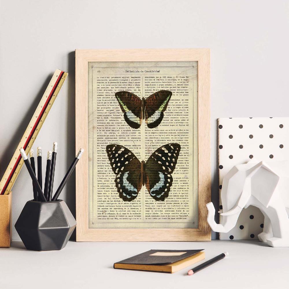 Nacnic Lámina De Mariposa Lexias