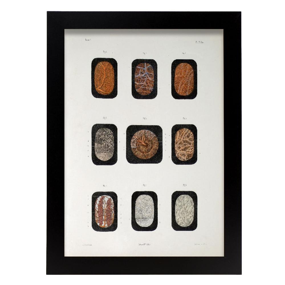 Nacnic Lámina De Ojo Diseccionado Bajo Microscopio