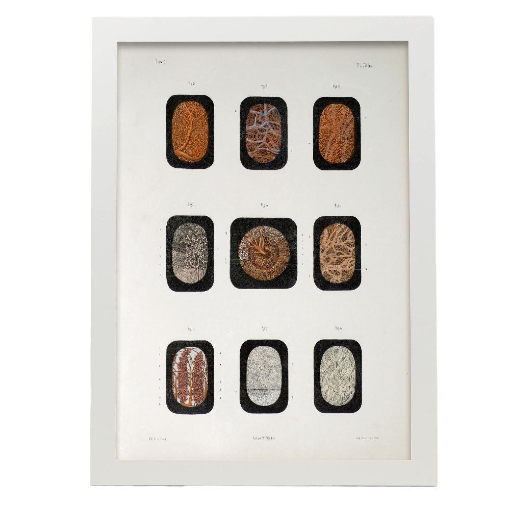 Nacnic Lámina De Ojo Diseccionado Bajo Microscopio