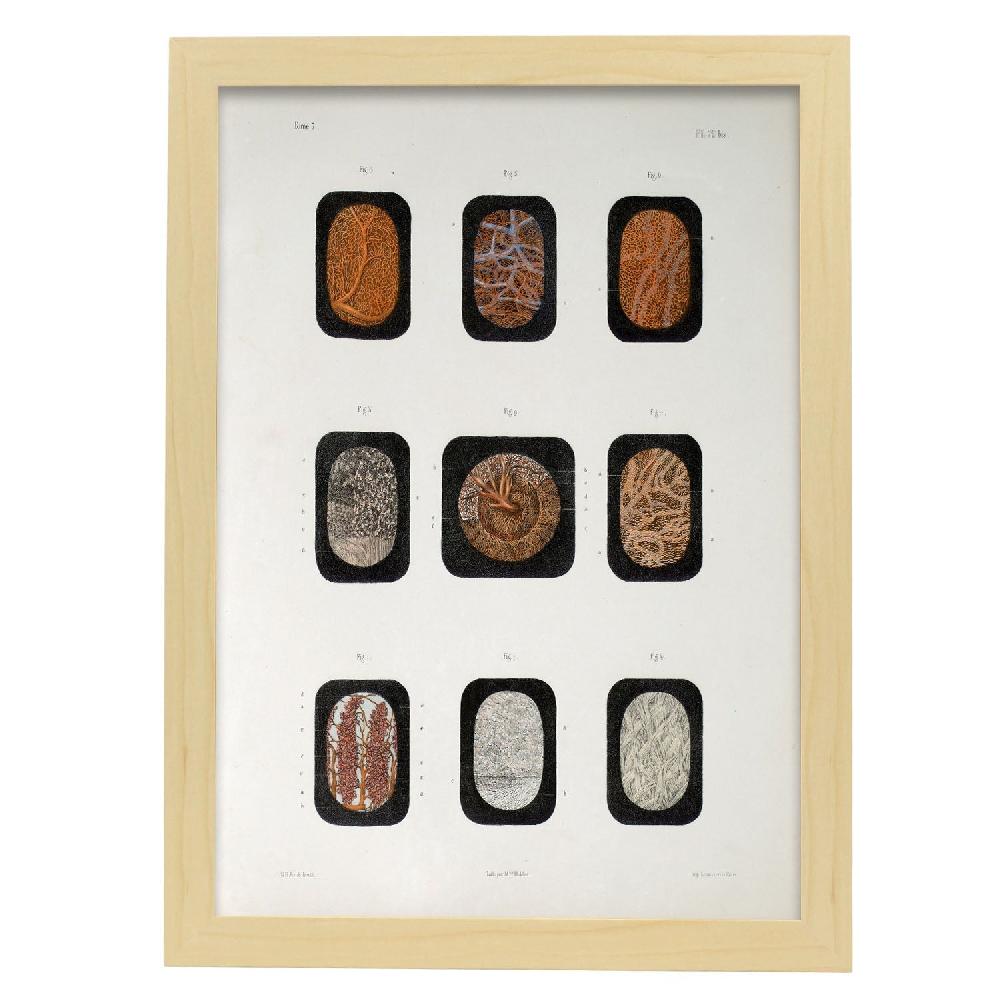 Nacnic Lámina De Ojo Diseccionado Bajo Microscopio