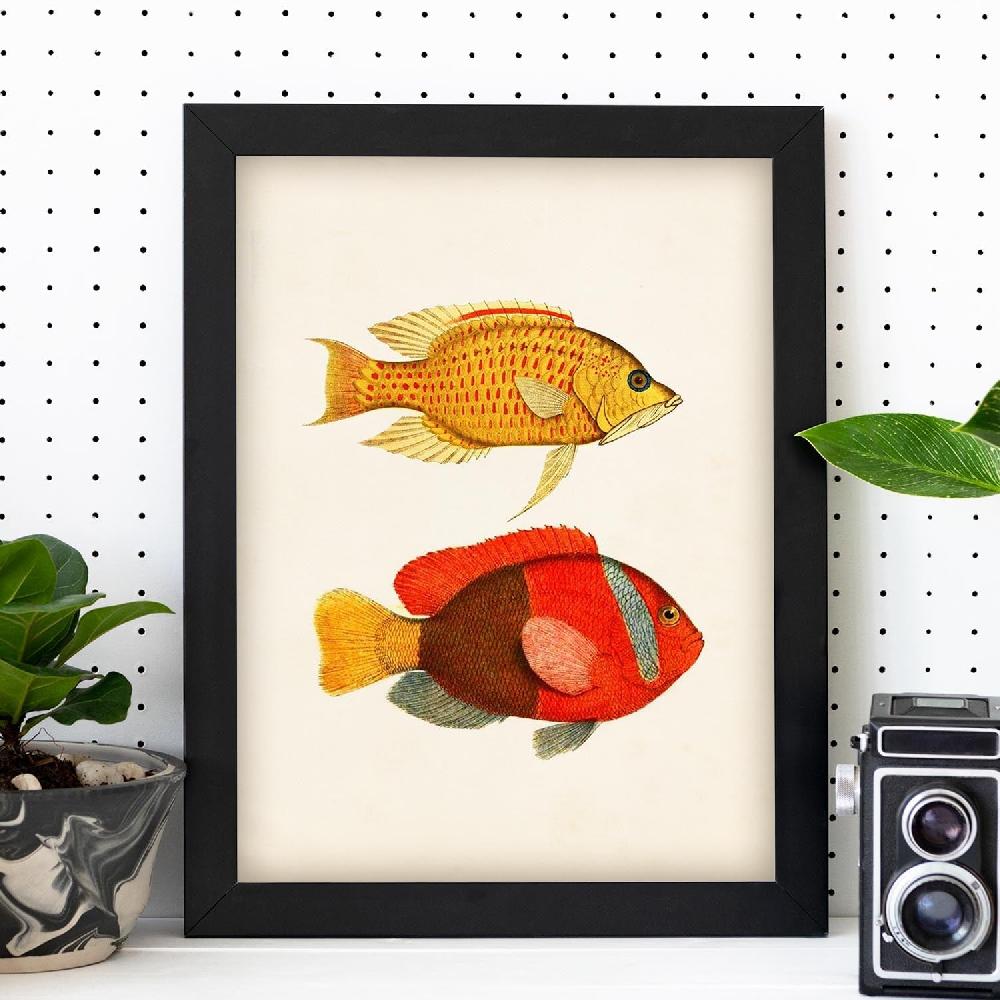 Nacnic Lámina De Peces En Papel Vintage