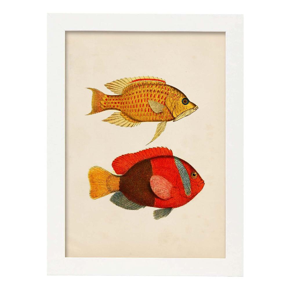 Nacnic Lámina De Peces En Papel Vintage