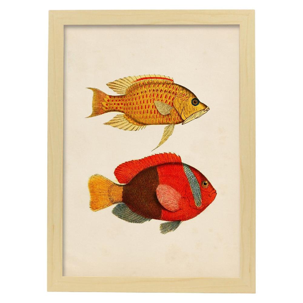 Nacnic Lámina De Peces En Papel Vintage