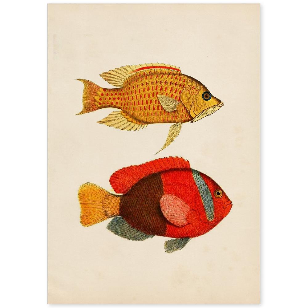 nacnic Lámina de Peces en Papel Vintage