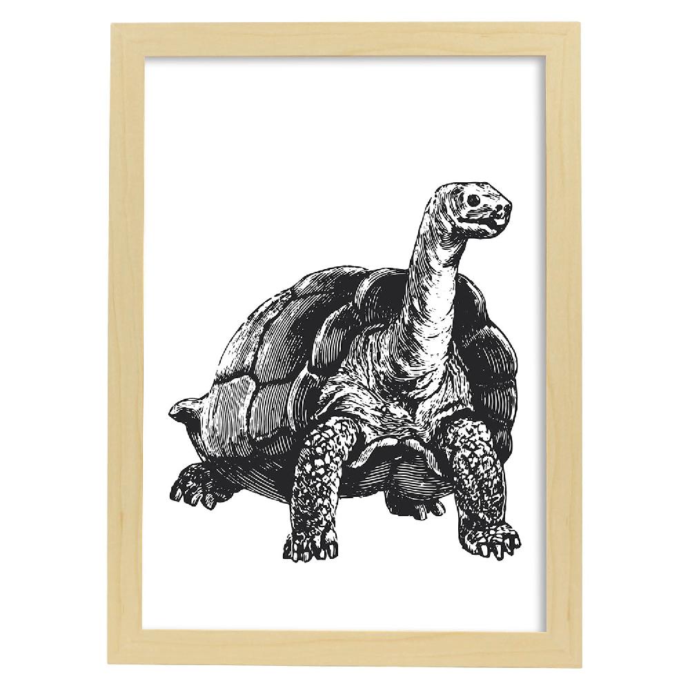 Nacnic Lámina De Tortuga En Blanco Y Negro