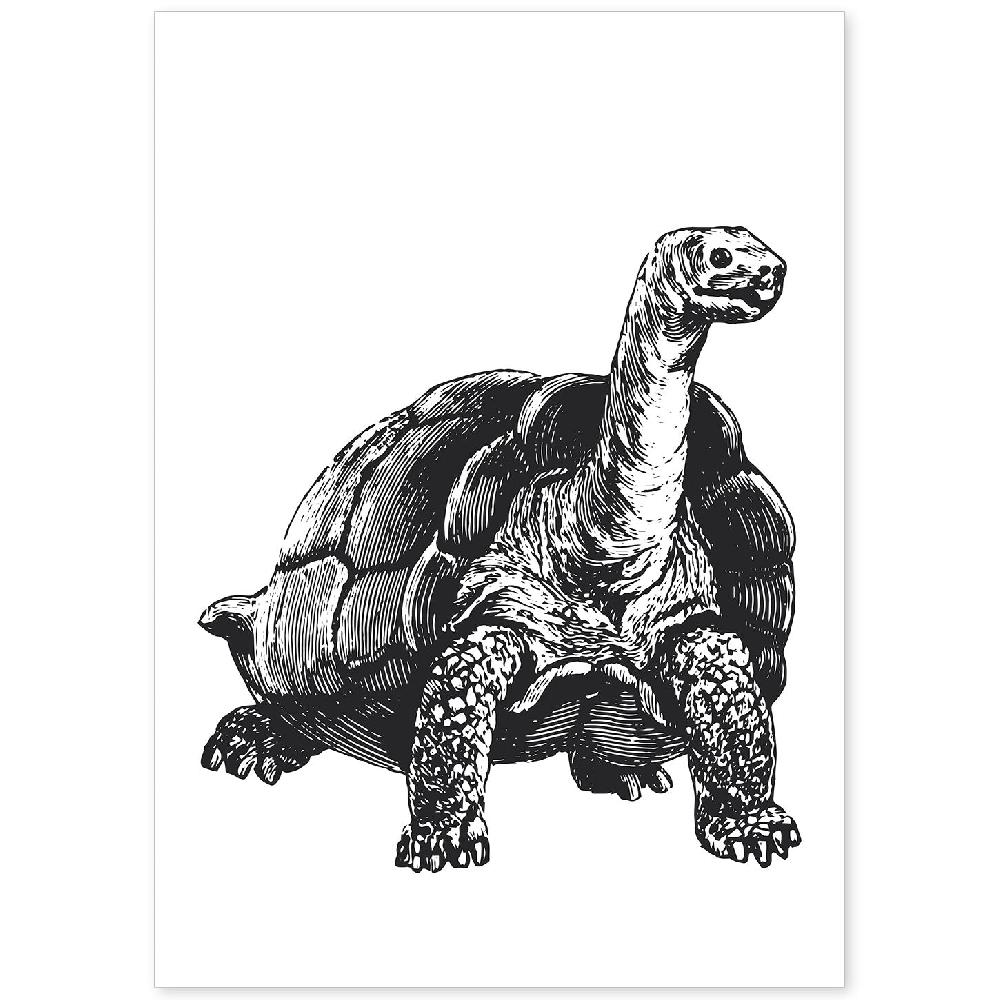 nacnic Lámina de Tortuga en Blanco y Negro