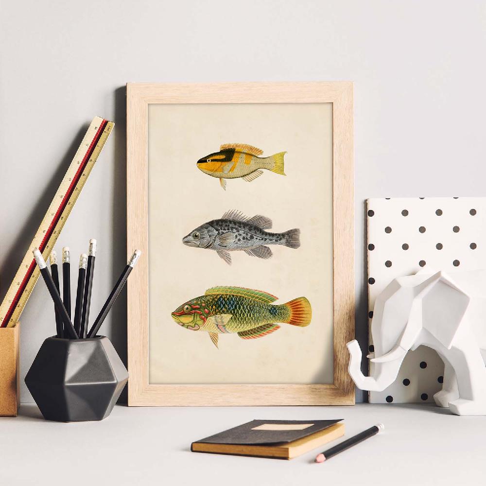 Nacnic Lámina De Tres Peces En Papel Vintage