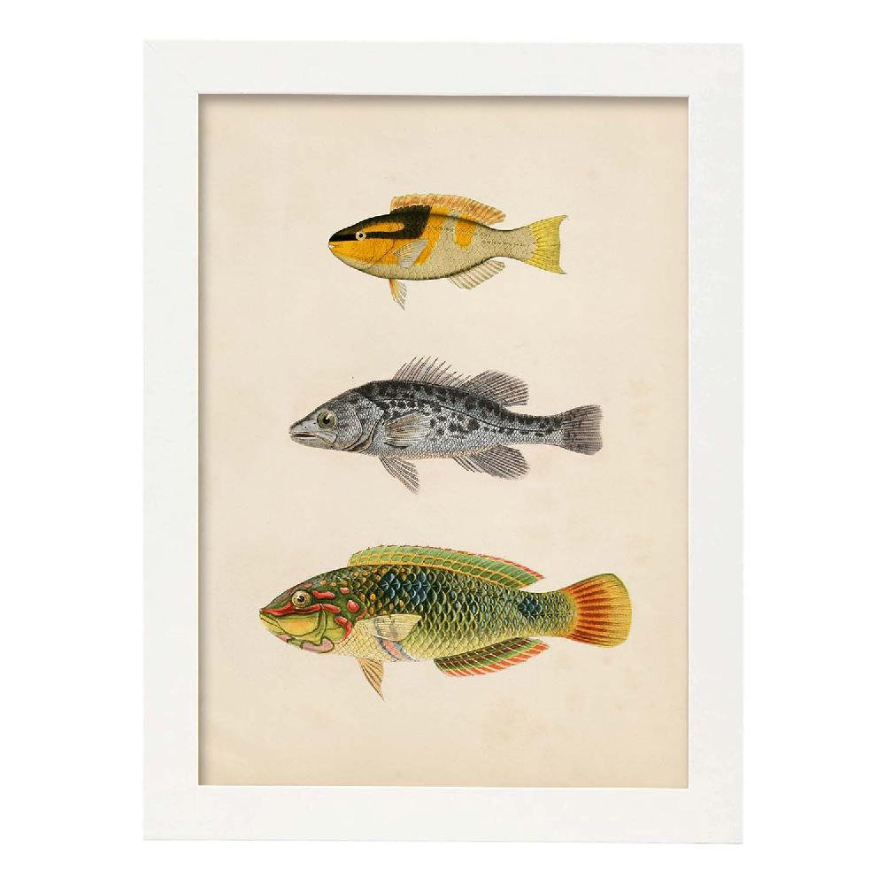 Nacnic Lámina De Tres Peces En Papel Vintage