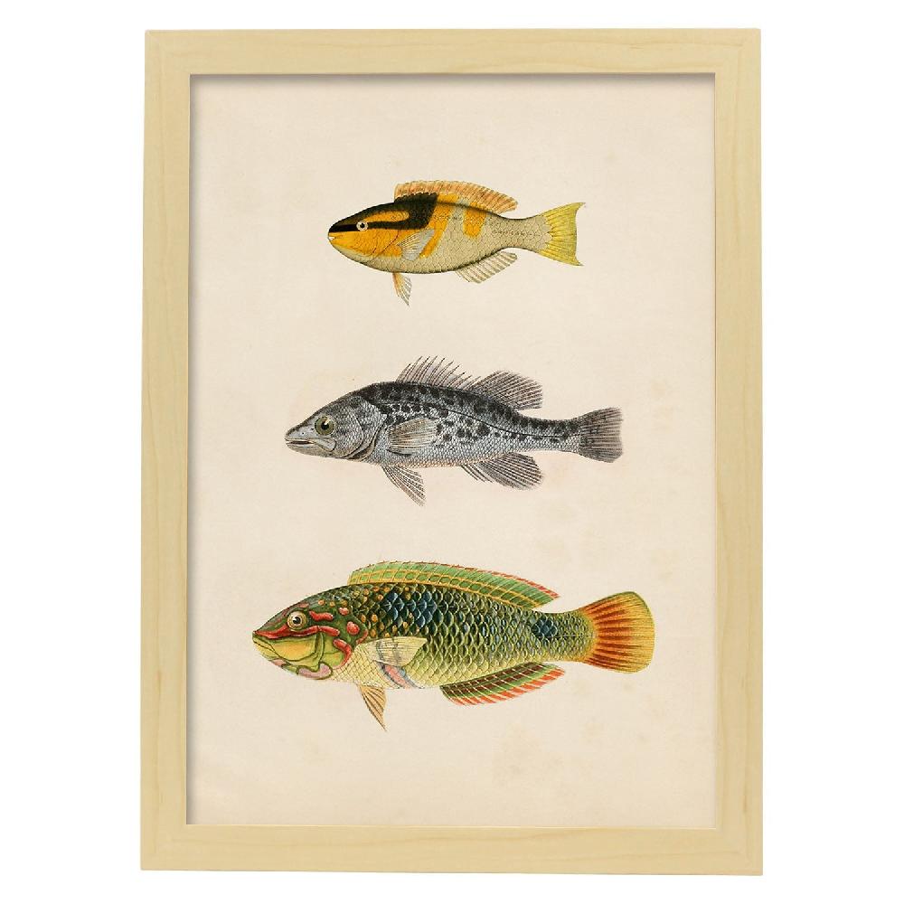 Nacnic Lámina De Tres Peces En Papel Vintage