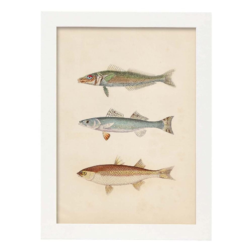 Nacnic Lámina De Tres Peces En Papel Vintage