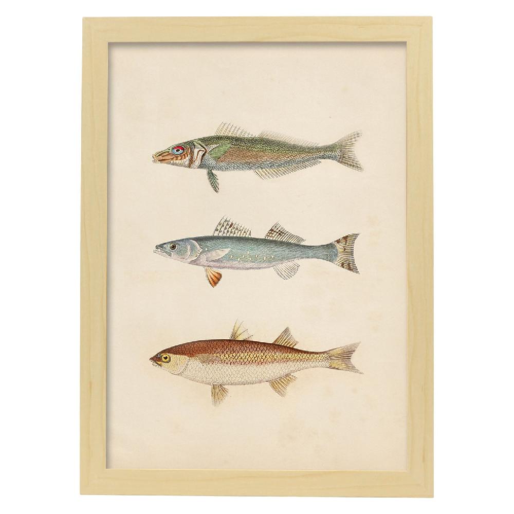 Nacnic Lámina De Tres Peces En Papel Vintage