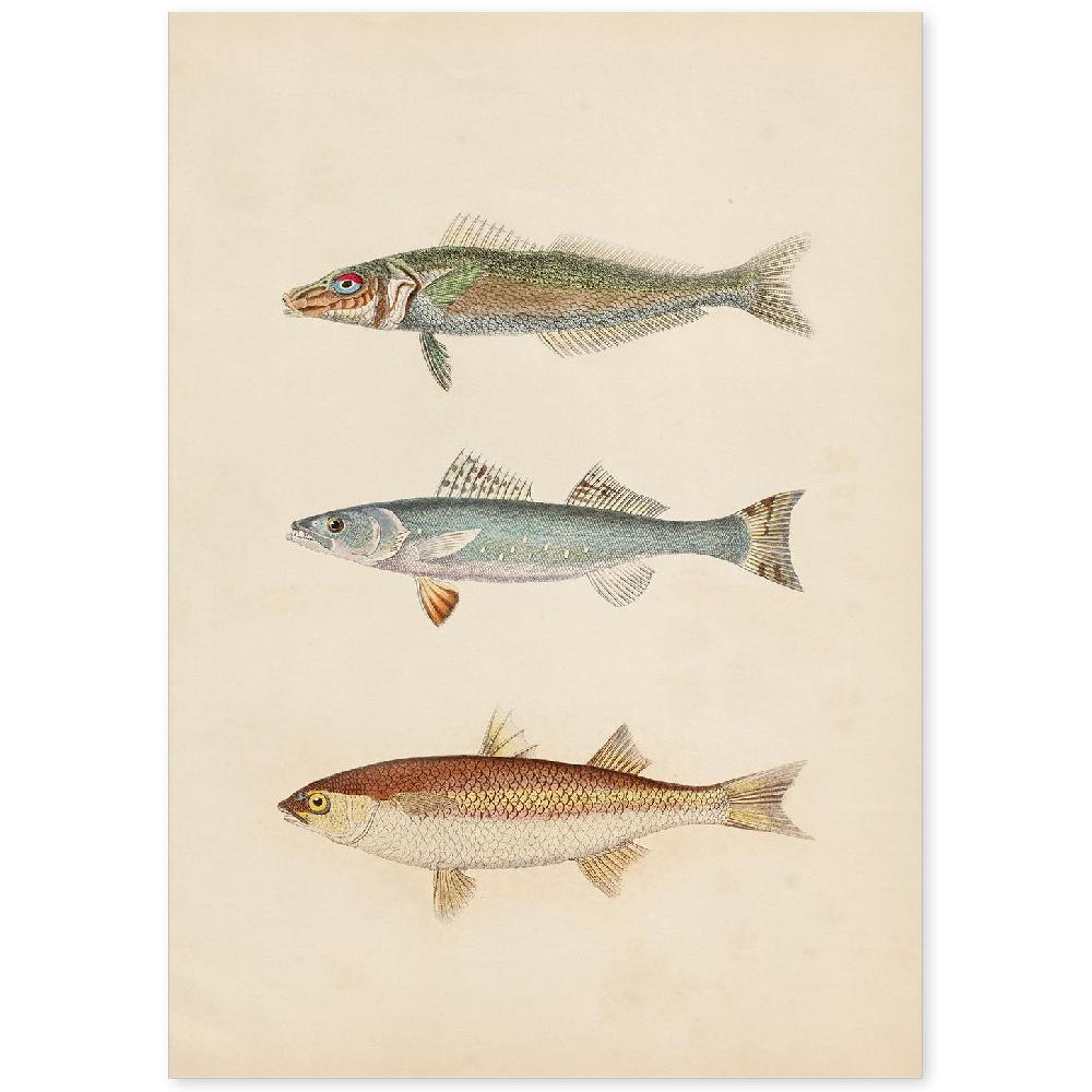 nacnic Lámina de Tres Peces en Papel Vintage