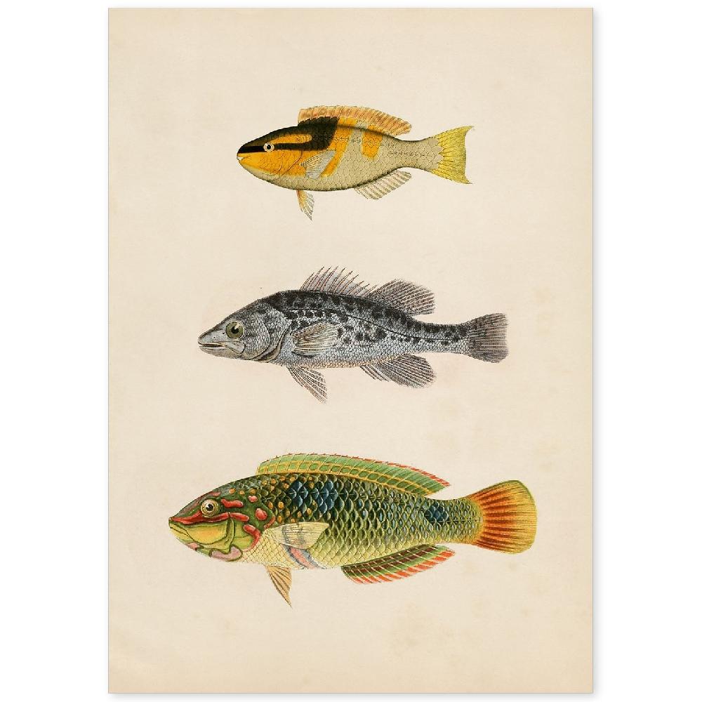 nacnic Lámina de Tres Peces en Papel Vintage