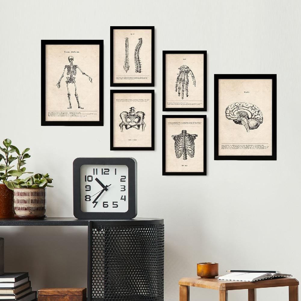 Nacnic Lámina Nacnic Anatomía De Huesos Aestética