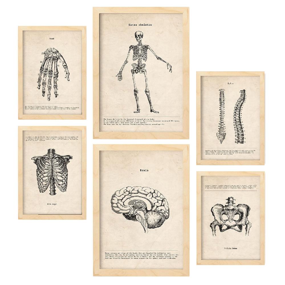 Nacnic Lámina Nacnic Anatomía De Huesos Aestética