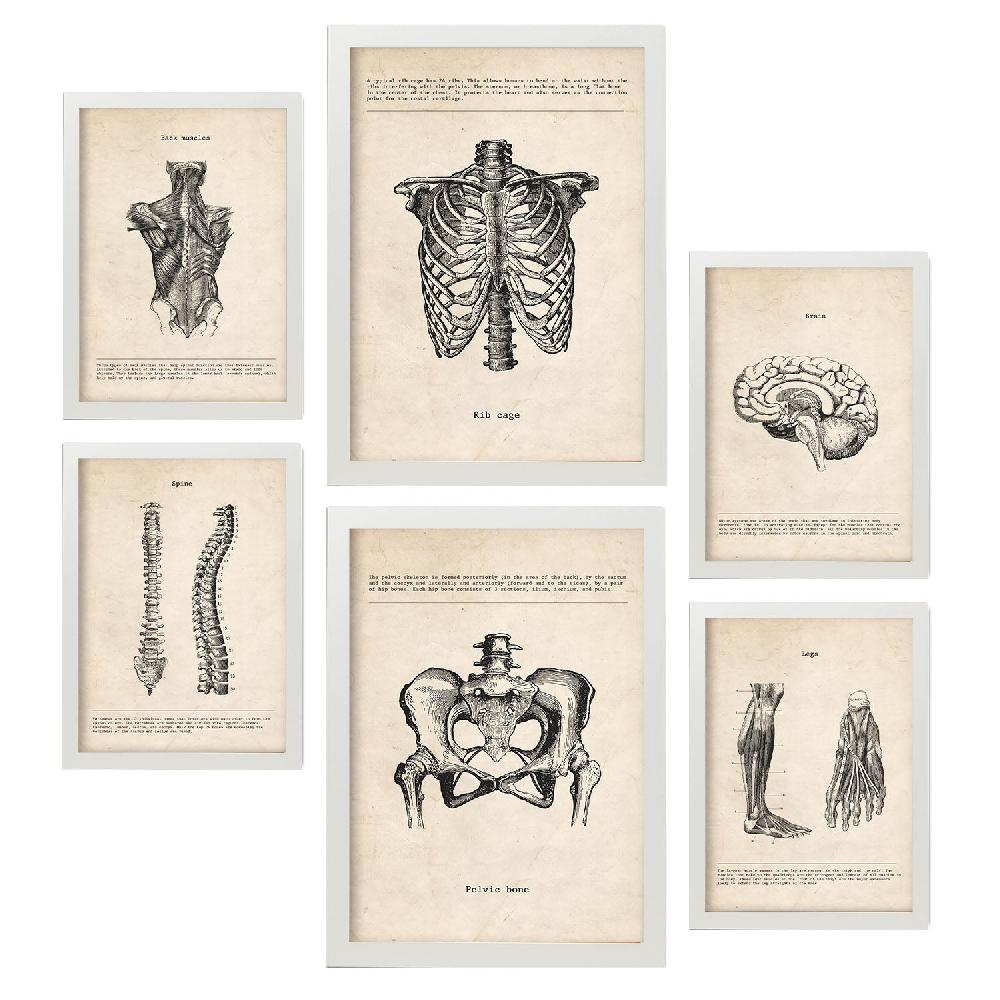 Nacnic Lámina Nacnic De Anatomía Corporal Estética