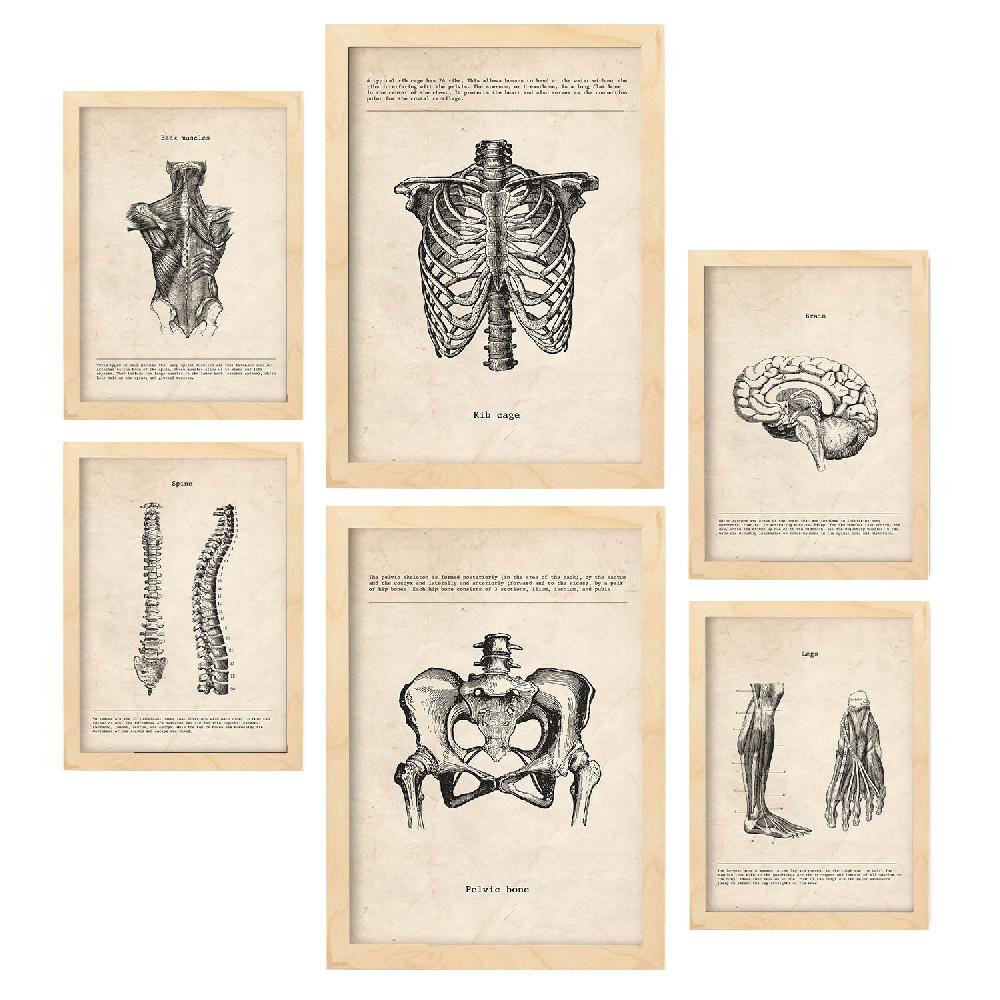 Nacnic Lámina Nacnic De Anatomía Corporal Estética