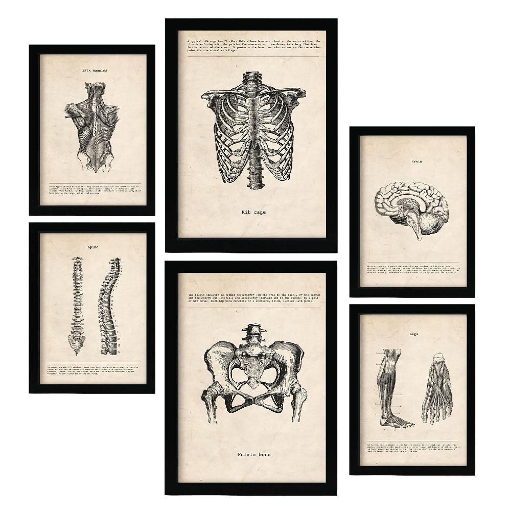 nacnic Lámina Nacnic de Anatomía Corporal Estética