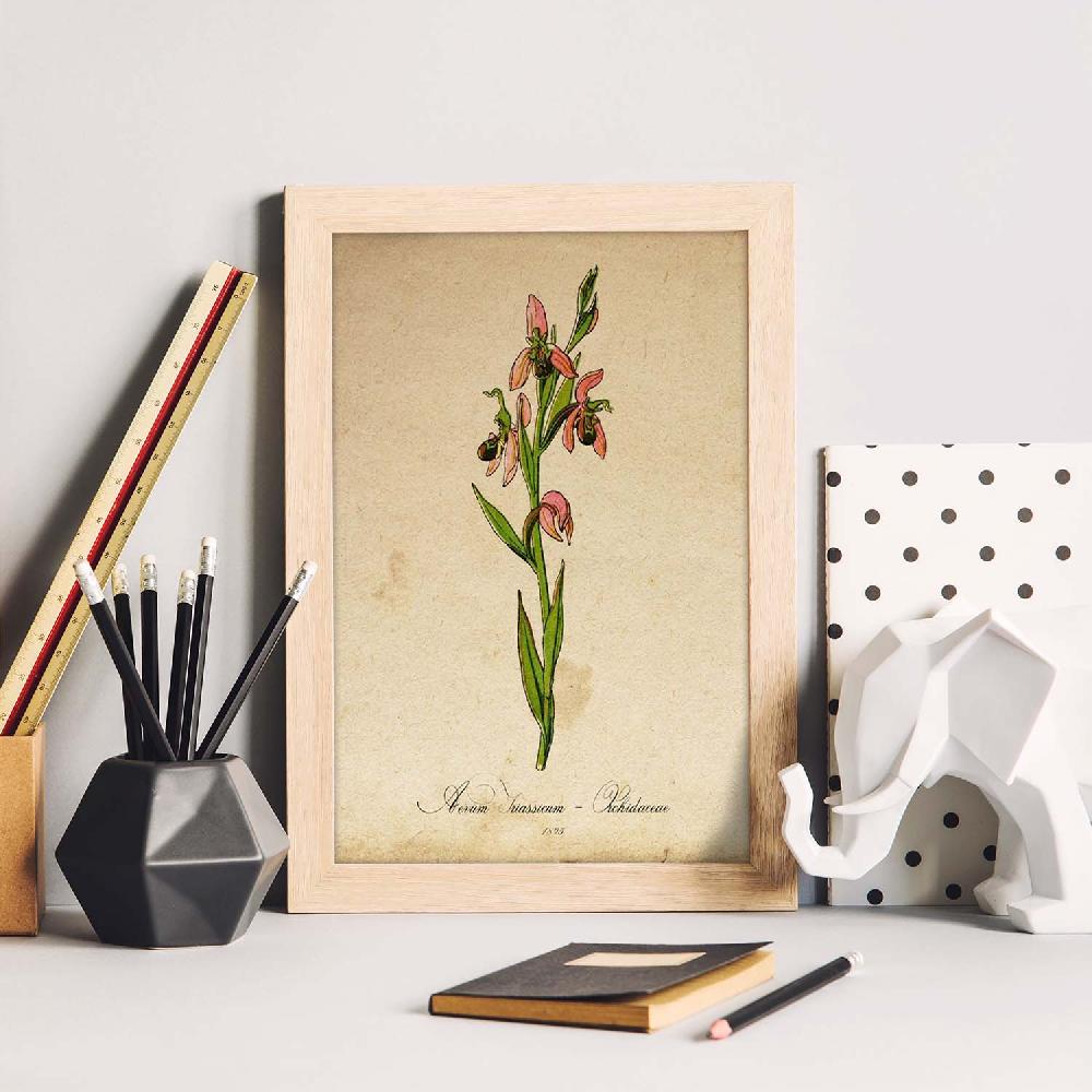 Nacnic Lámina Orchidaceae Rosa Vintage